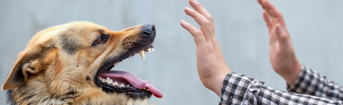 Dog Bite Injury Lawyer